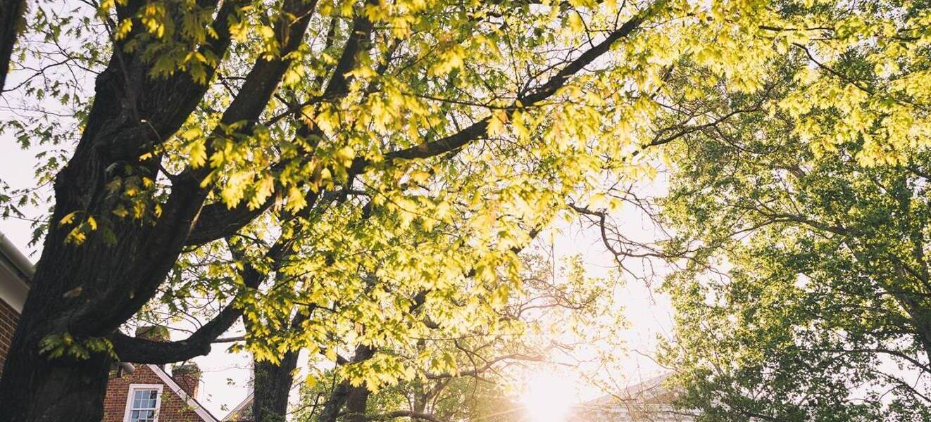View of Salem College 校园 through the trees